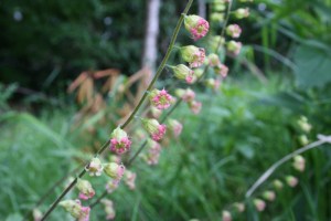 Tellima grandiflora2.jpg